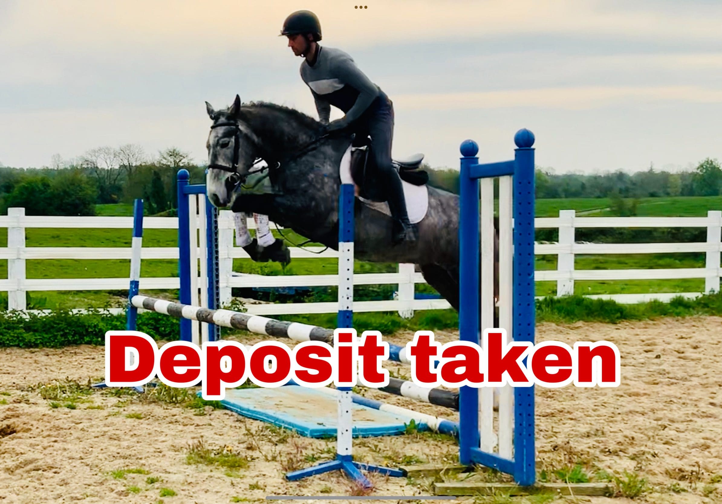 Blue - amazing allrounder!