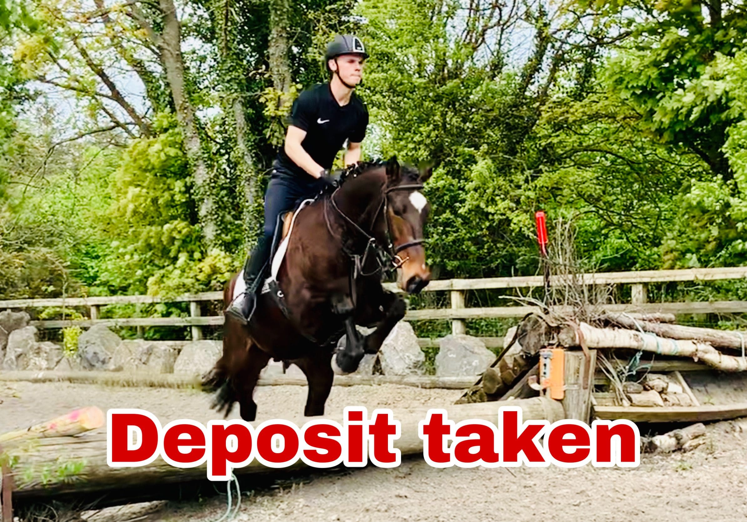 Beth - stunning working hunter type!