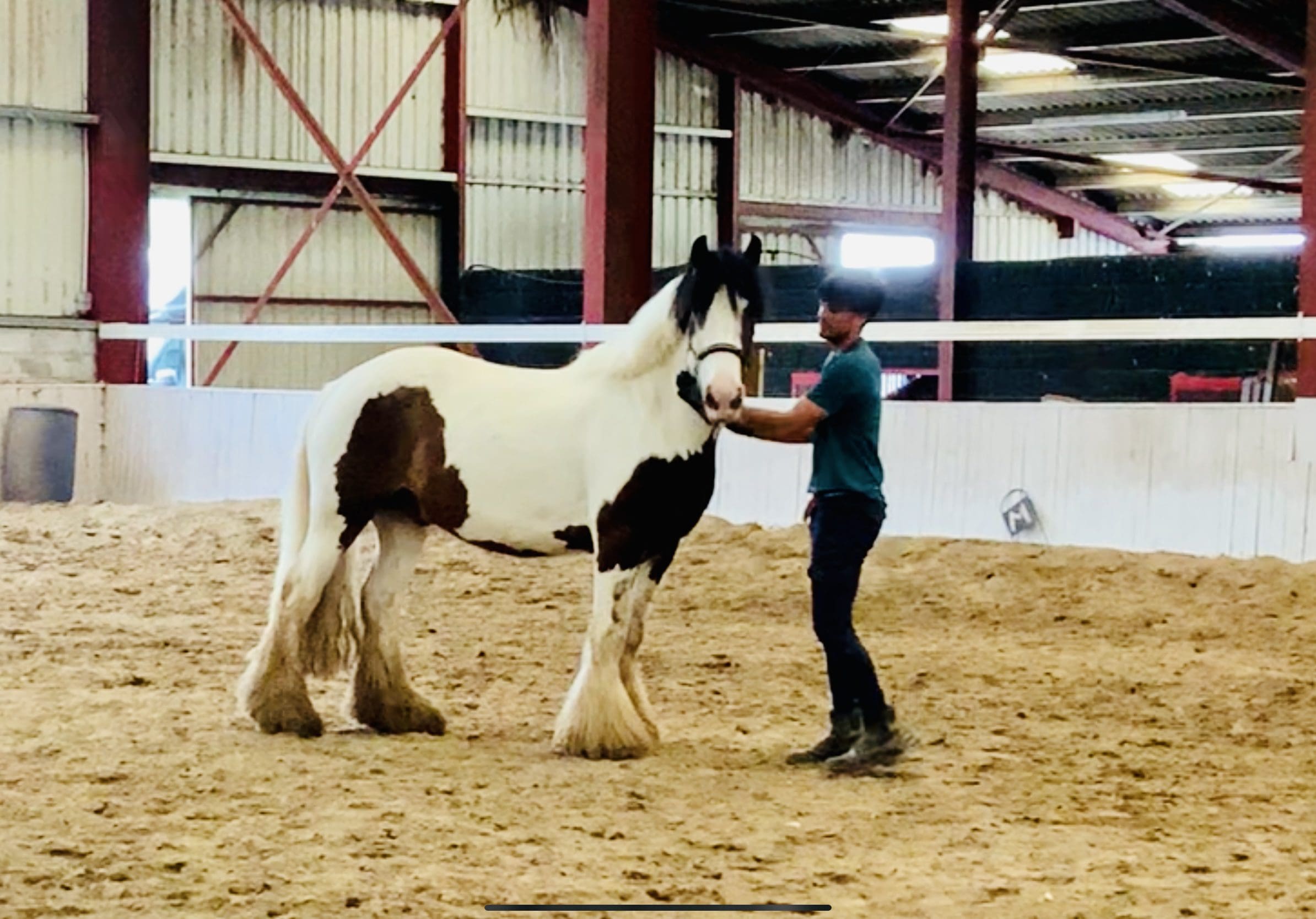 Chester stunning potential Showcob! Irish Sport Equine