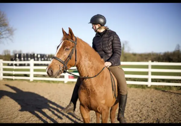 Star - ideal first showjumping pony with 18 SJ points.