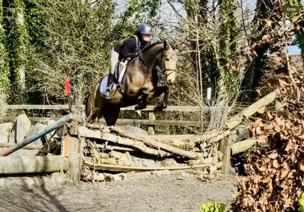 Malibu - as pretty as they come, enormous eventing potential!