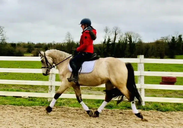 Oliver - sweet and easy potential working Hunter!!
