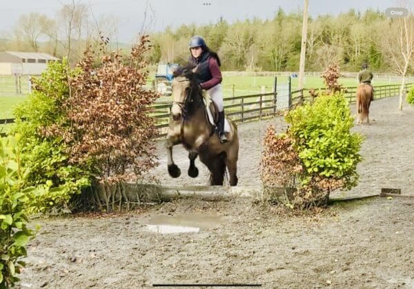 Betty - very pretty mare, ideal dressage horse!