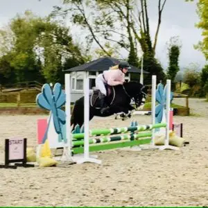 Freddy - a dream pony, the perfect allrounder!