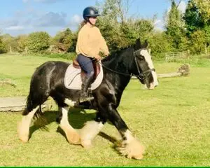 Ted - sweet happy hacker, ideal first horse/riding school!