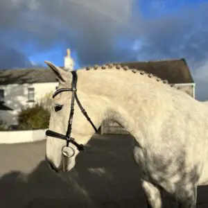 Star - calm, sensible, perfect first horse