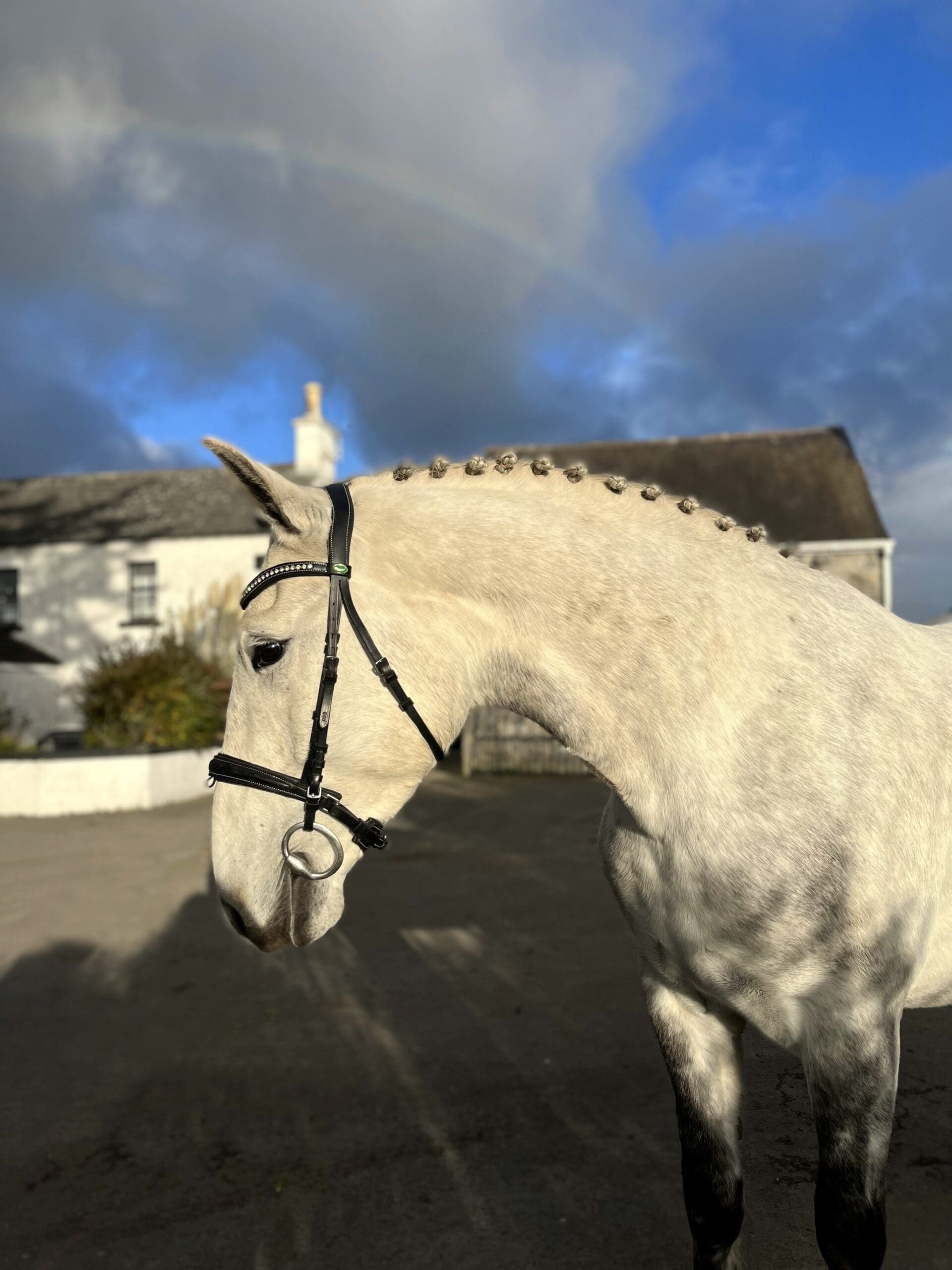 Star - calm, sensible, perfect first horse