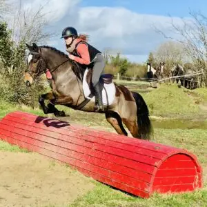 Dakota - a gorgeous show/dressage pony!