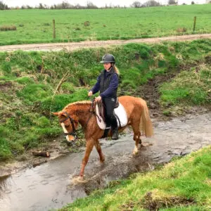 Pumpkin - ideal novice first pony