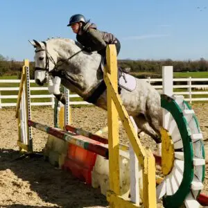Primrose - extraordinary beautiful XXL purebred Connemara mare!