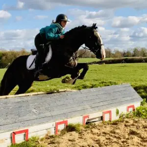 Frank – 15.2hh ideal novice horse!