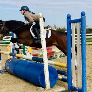 Boris - super cute, easy and kind gelding, ideal pony club pony!