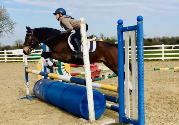Boris - super cute, easy and kind gelding, ideal pony club pony!