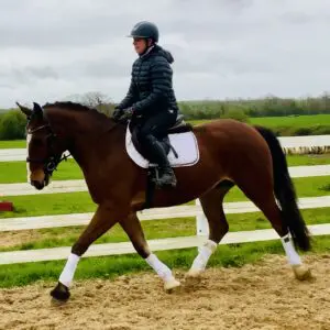 Blaze - outstanding gelding with exceptional movement!