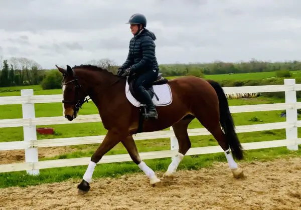 Blaze - outstanding gelding with exceptional movement!