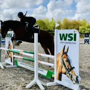 Ryan’s Son – Exceptional 4-Year-Old Traditional Irish Draught Cross Gelding!