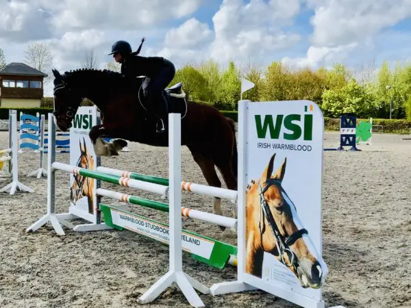 Ryan’s Son – Exceptional 4-Year-Old Traditional Irish Draught Cross Gelding!