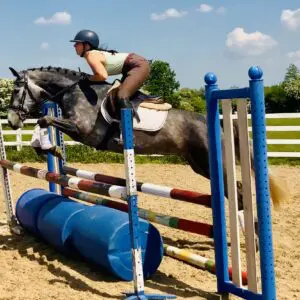 Queenie - exceptional mare with fantastic temperament!