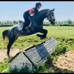Harry - outstanding gorgeous oversized Connie!