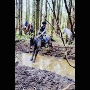 Rosie - super easy experienced first pony!