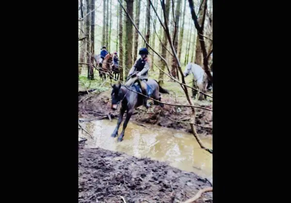 Rosie - super easy experienced first pony!
