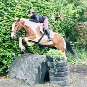 Pretty Jane - a dream horse, the Ultimate All-Rounder for Every Rider!