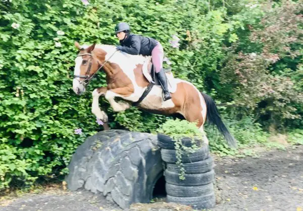 Pretty Jane - a dream horse, the Ultimate All-Rounder for Every Rider!