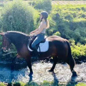 Heidi - super sweet and easy mare, ridden and driven!