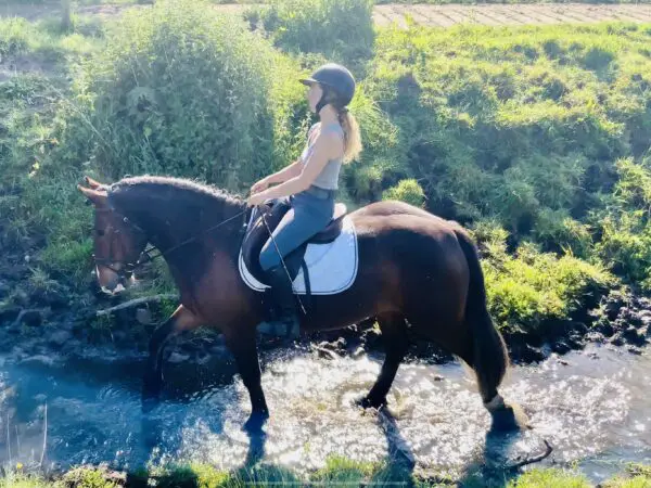 Heidi - super sweet and easy mare, ridden and driven!