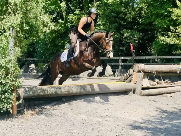 Danny - a truly special traditional pony!