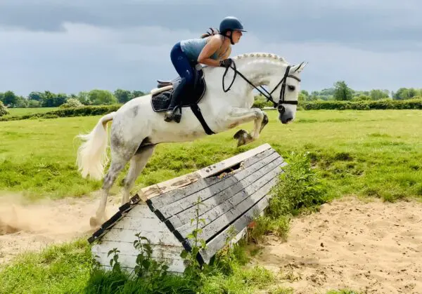 Gerry – A Dream Pony Ready to Make More Dreams Come True!