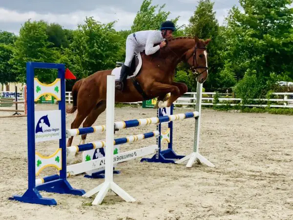 Gorgeous, kind, brave – meet Ceaser, a one in a million potential show horse!