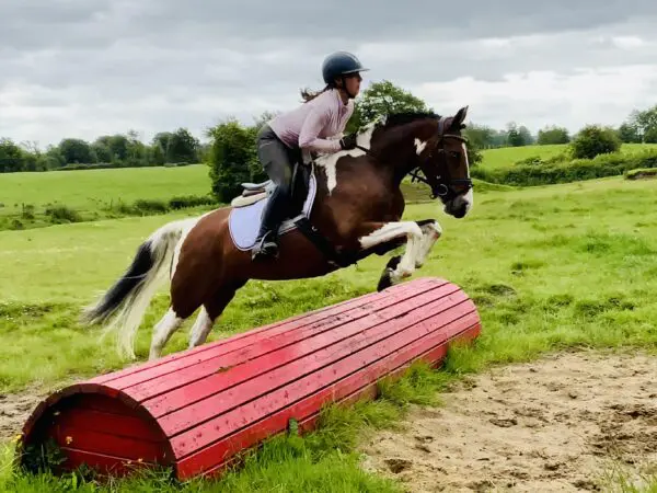 Izzy - The Mare Who Brings the Fun Wherever She Goes!