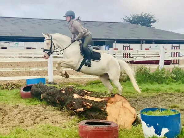 Colleen – A Dressage Star in the Making with Rare Colour and Class 1 Breeding.