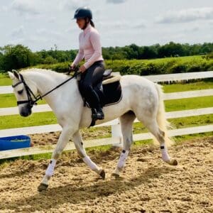 Glen - purebred Connemara, as pretty as they come!