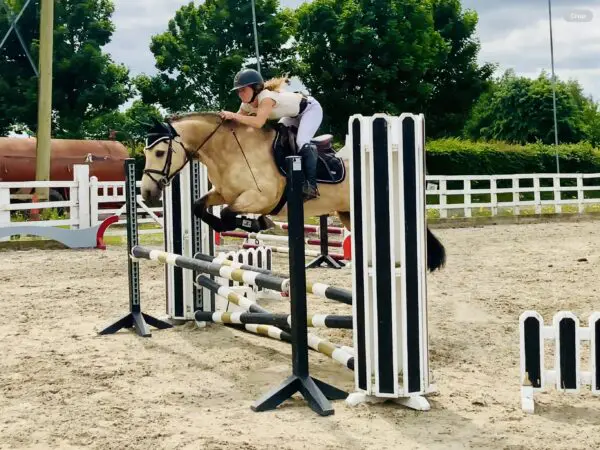 June – Class 1 Connemara with Showjumping Talent to die for!