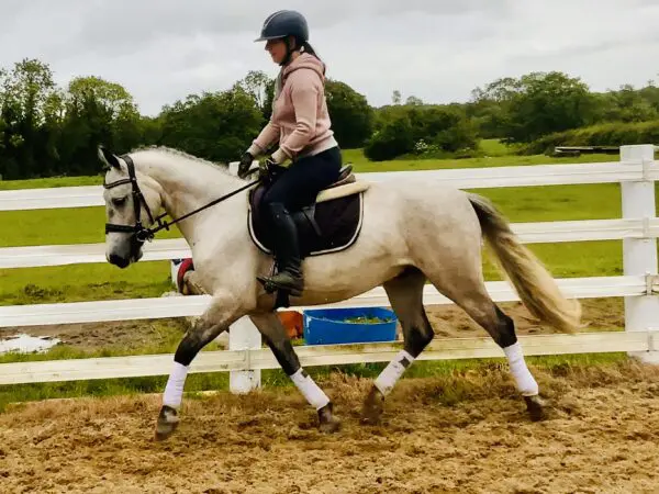 Koko – The Perfect Pony Club Partner!