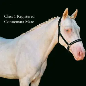 Colleen – extremely honest and gorgeous class 1 mare!