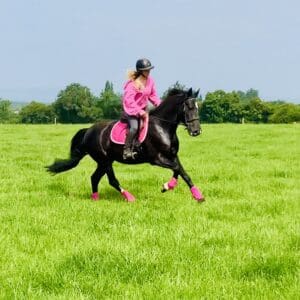 Royal Lady – A Rare Gem of a Mare, Ready to Excel in Any Sphere