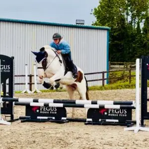 Fred - Talented & Gentle hunting Cob