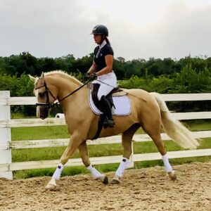Sun Dance - golden beauty with outstanding dressage potential!