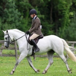 Buddy - a beautiful, quiet, kind and straight forward Connemara gelding!