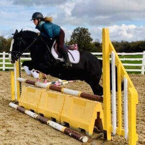 Henry - super sweet cob, ideal hunter!