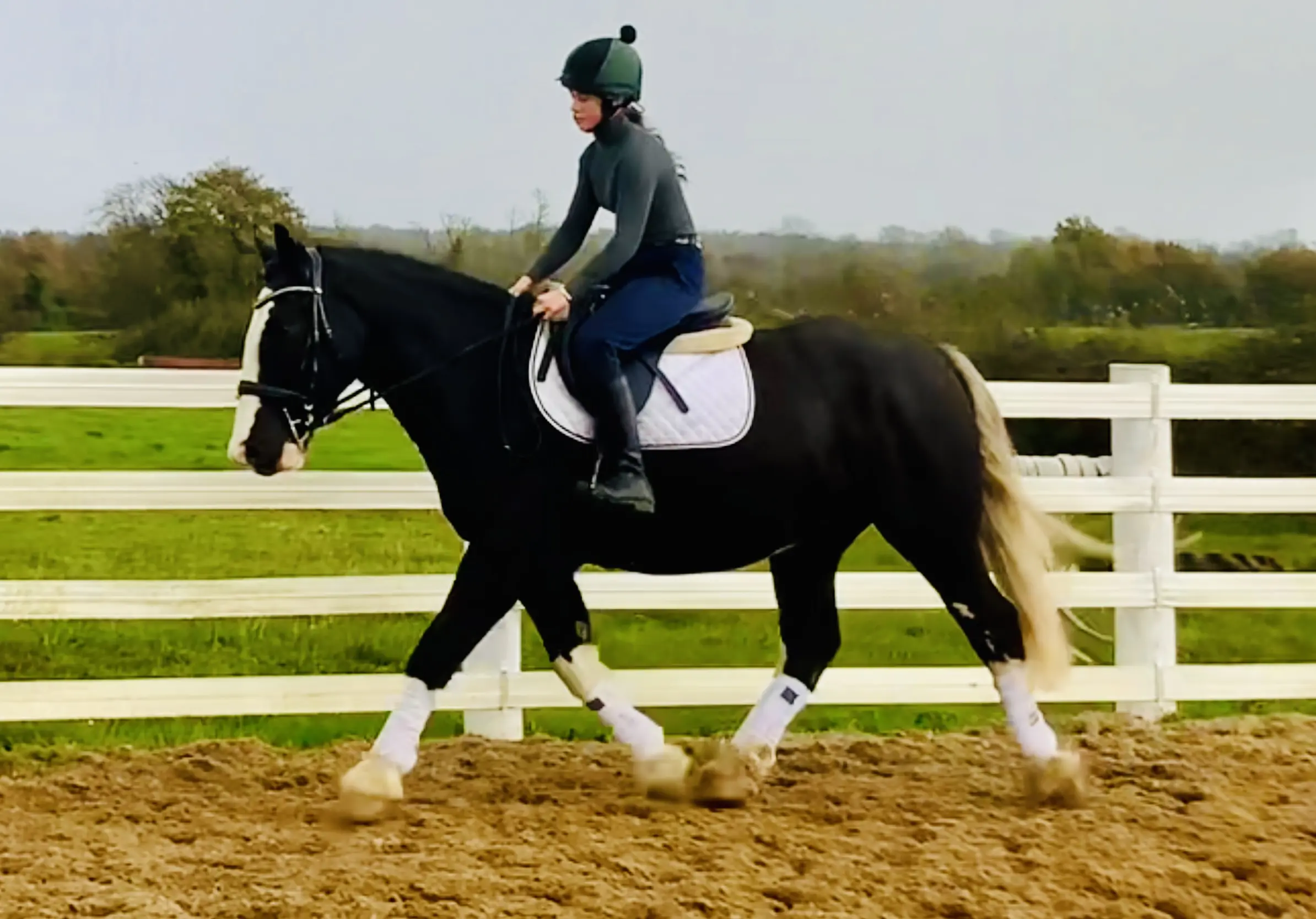 Oreo – Stunning, Kind and Honest All-Rounder