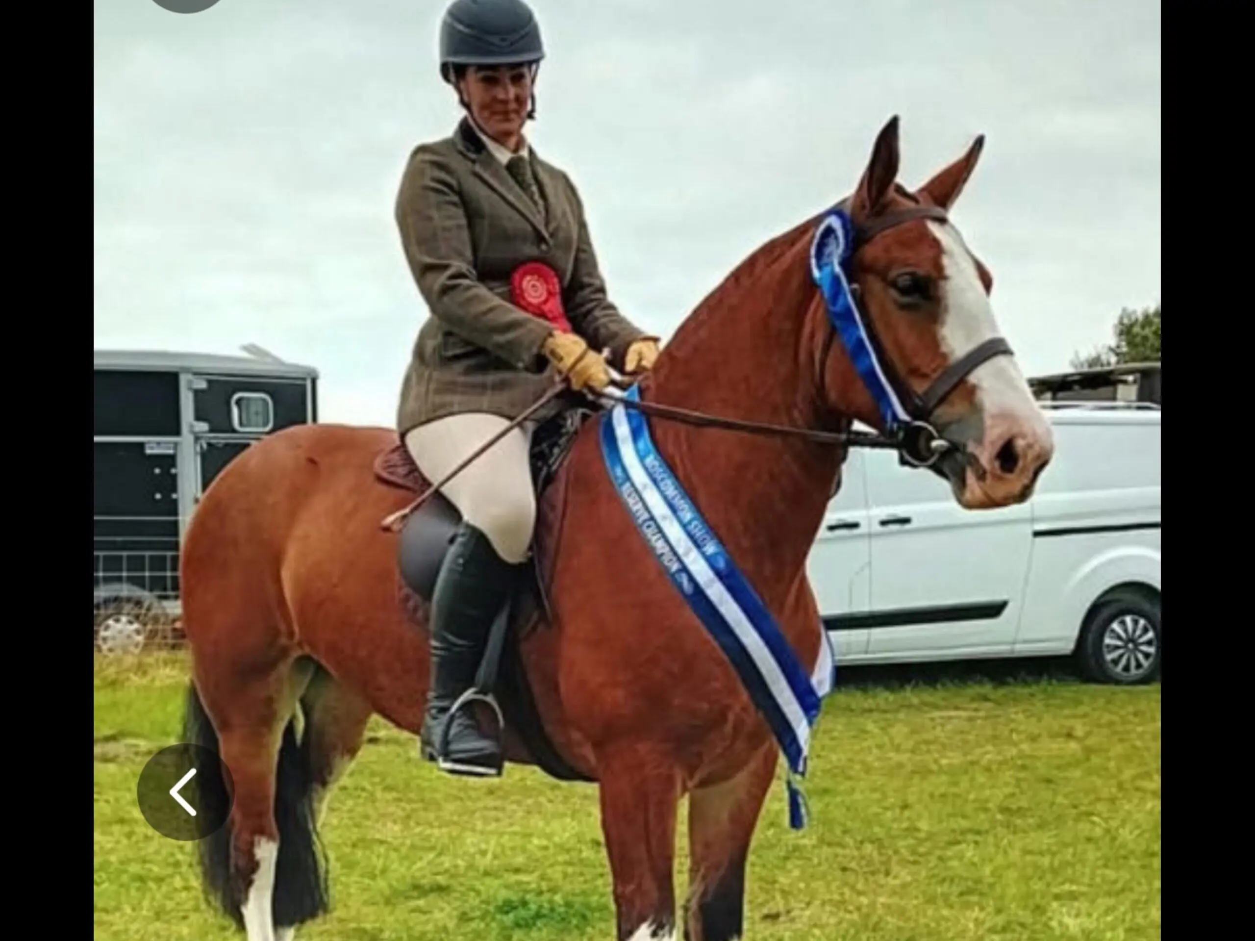 Brandy- the ultimate one in a million novice Allrounder!