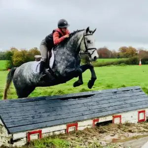 Finn - genuine, talented, easy Connemara gelding!