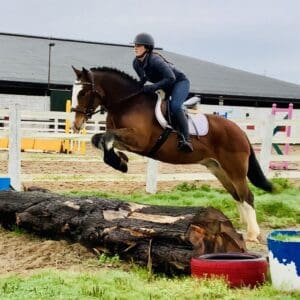 Duke – Stunning Cob With Talent for Showing & Allround Activities