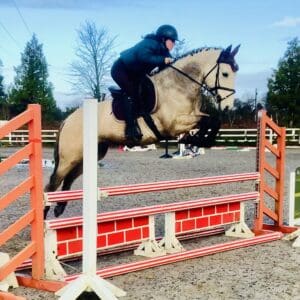 Scooby Doo– Rising 5yo Performance-Bred Connemara: Future Show Jumper/Eventer