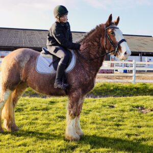 Banjo - a super rare Irish cob gelding. One in a million!