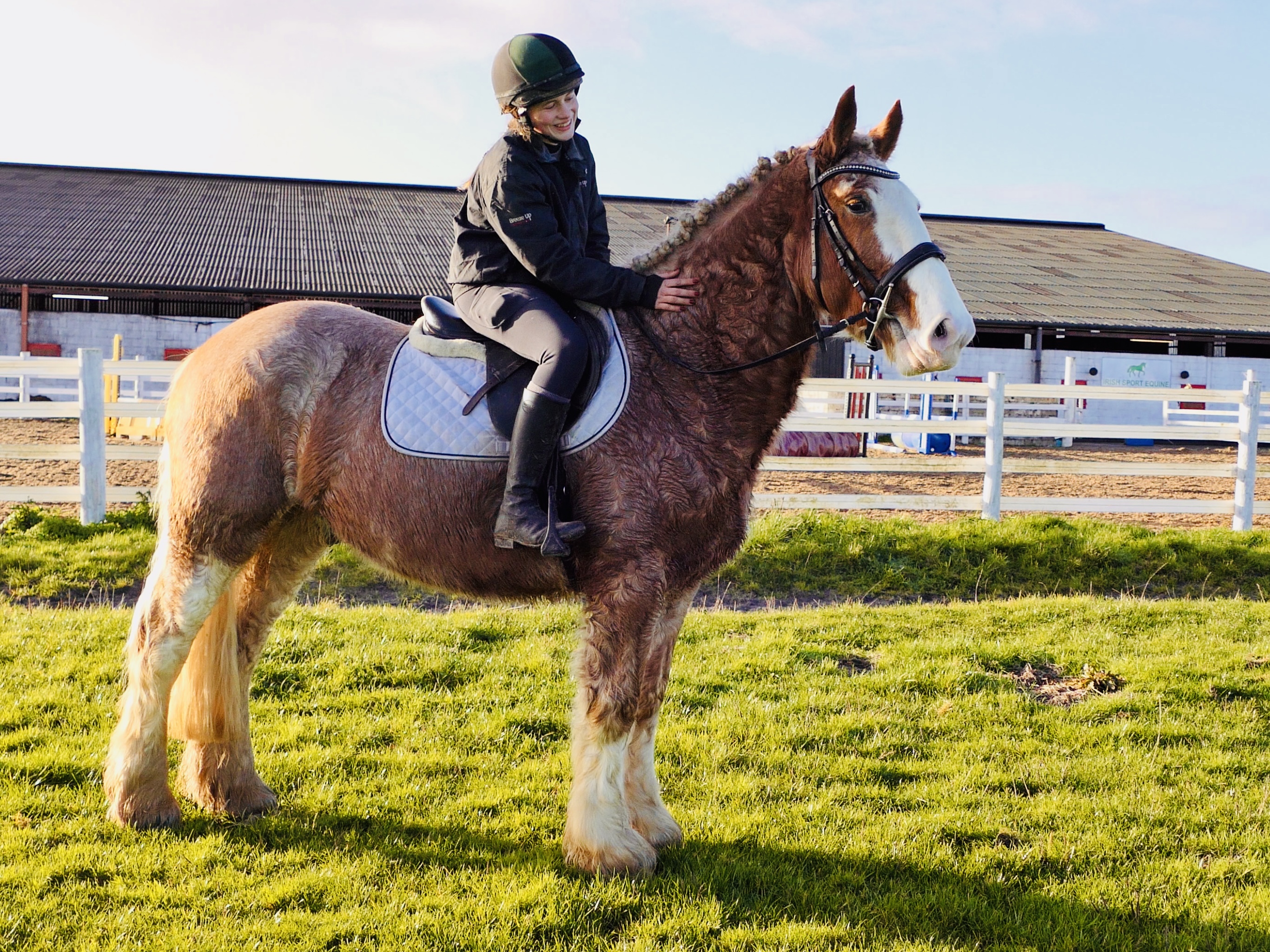 Banjo - a super rare Irish cob gelding. One in a million!